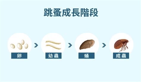 家裡跳蚤|房間怎麼除跳蚤怎麼辦？本篇圖解分析跳蚤咬痕，教你。